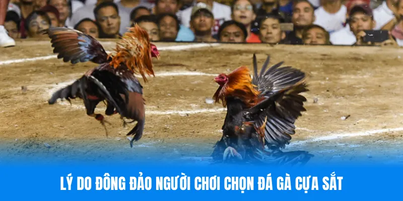 Ưu điểm của phiên bản đá gà cựa sắt